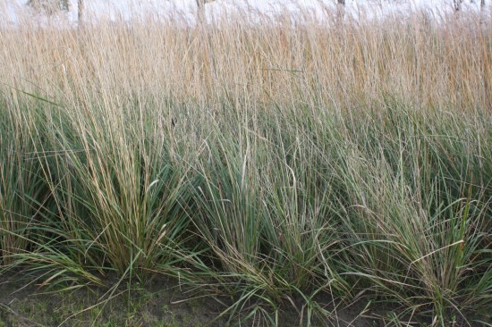 Calamogrostis acculata karl foestner