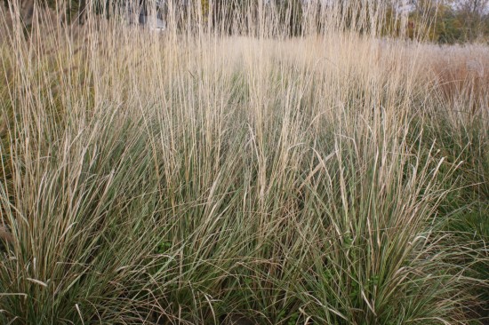 Calamogrostis acculata overdamm