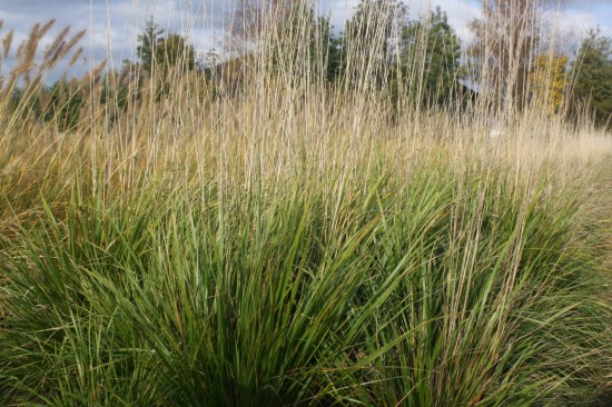 Calamogrostis acculata waldenbuch