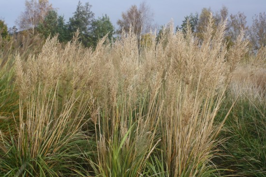 Calamogrostis brachytricha