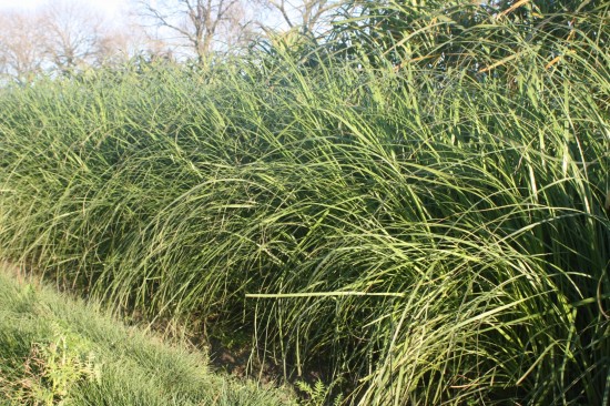 Cortaderia selloana rose plume