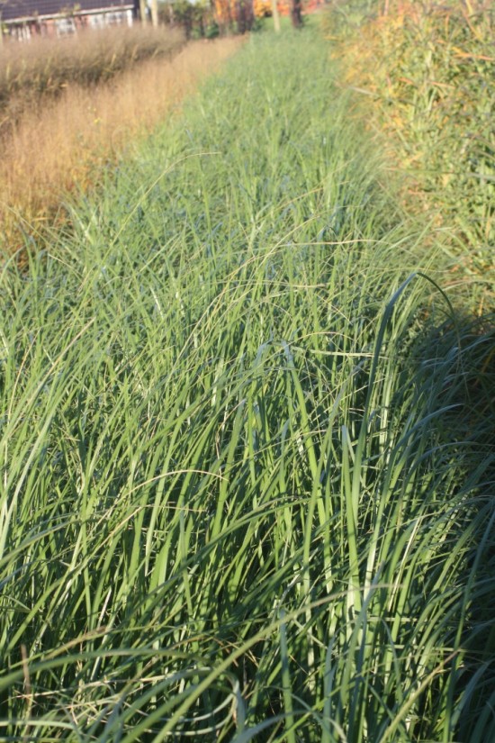 Cortaderia selloana white plume