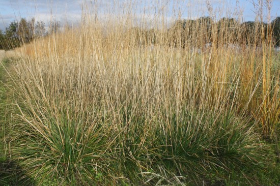 Deschampsia cespitosa bronzeschleier