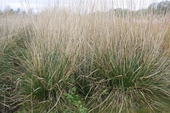 Deschampsia cespitosa goldschleier3