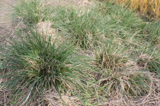 Deschampsia cespitosa goldtau