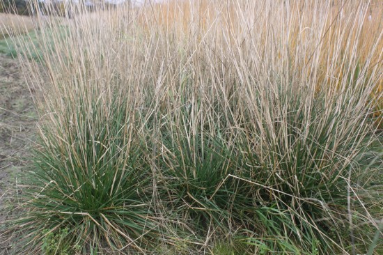 Deschampsia cespitosa palava