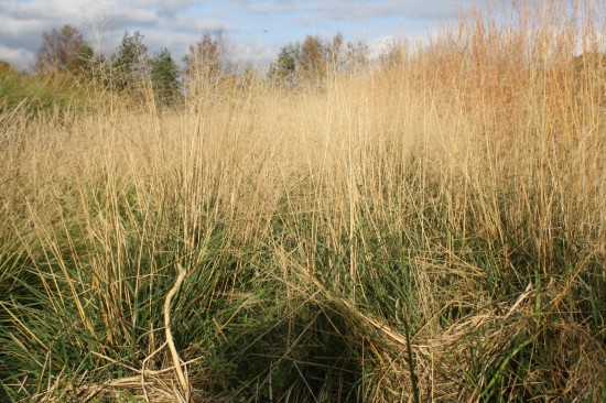 Deschampsia cespitosa tardiflora