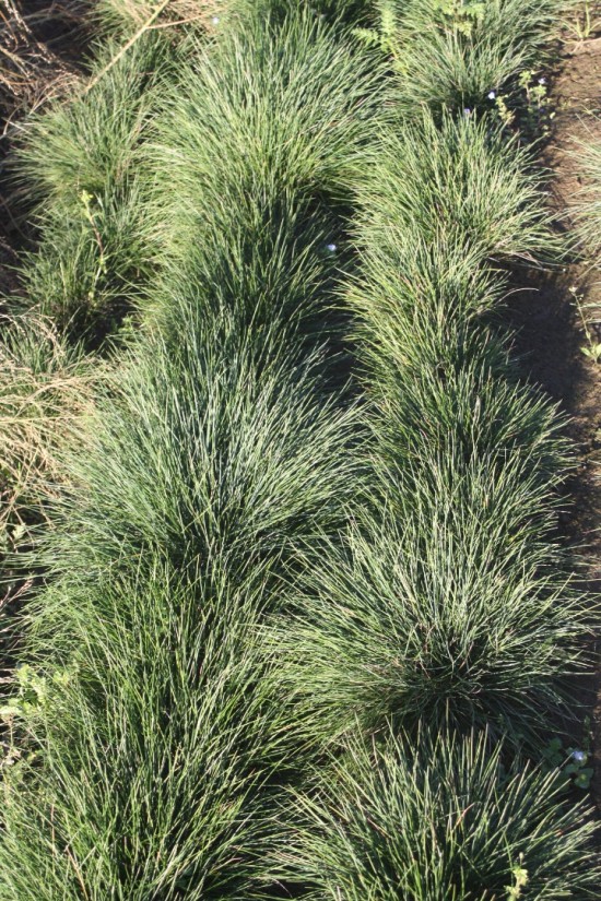 Festuca glauca elijah blue