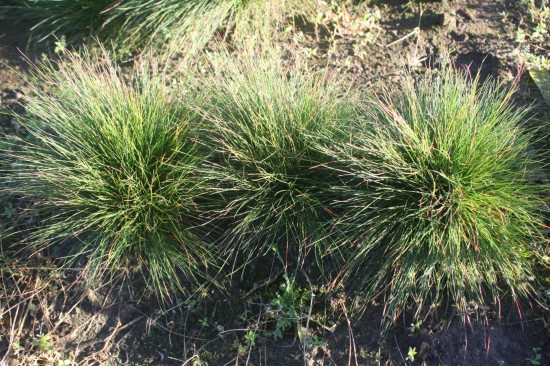 Festuca walberla