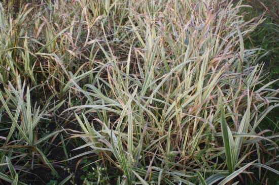 Glyceria maxima variegata