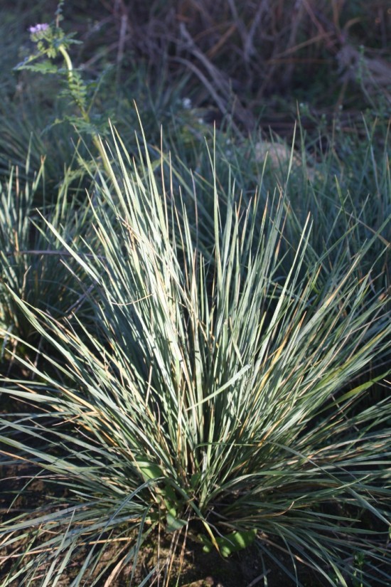Helectotrichon sempervirens