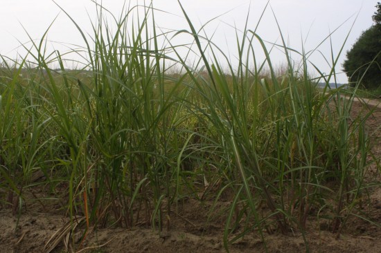 Miscanthus floridulus jubilaris
