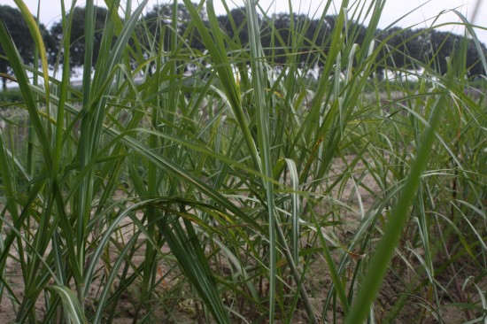 Miscanthus floridulus jubilaris