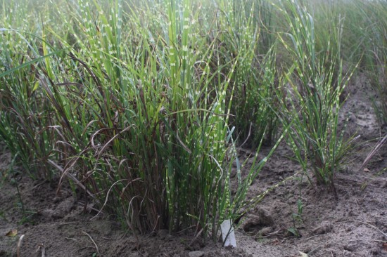 Miscanthus sinensis strictus