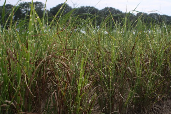 Miscanthus sinensis strictus dwarf