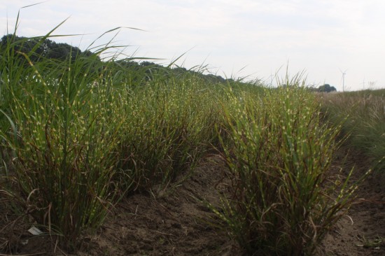 Miscanthus sinensis strictus dwarf