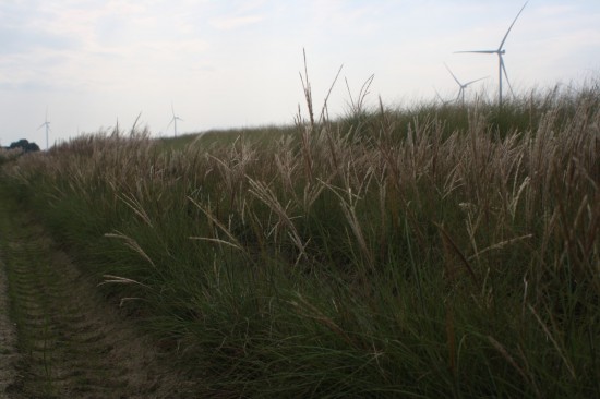 Miscanthus sinensis adiago