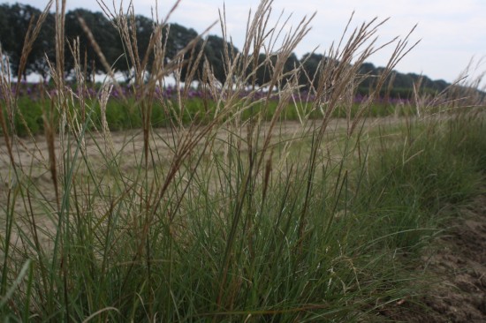 Miscanthus sinensis adiago