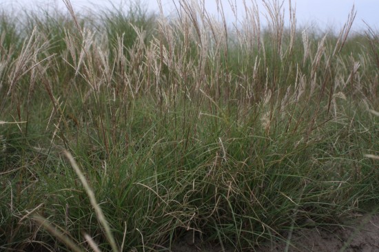 Miscanthus sinensis adiago