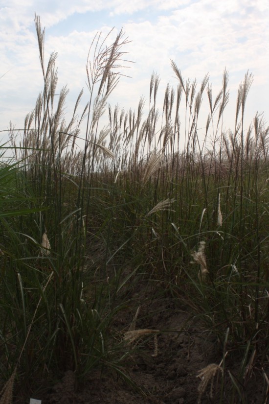 Miscanthus sinensis kupfenberg