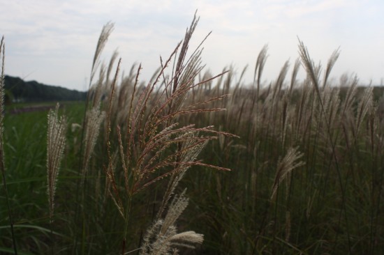 Miscanthus sinensis kupfenberg