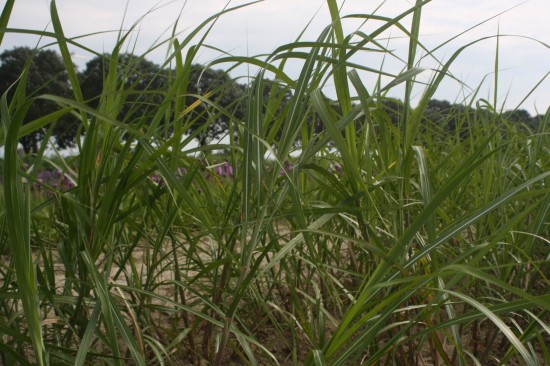 Miscanthus floridulus - giganteus