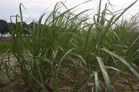Miscanthus floridulus - giganteus