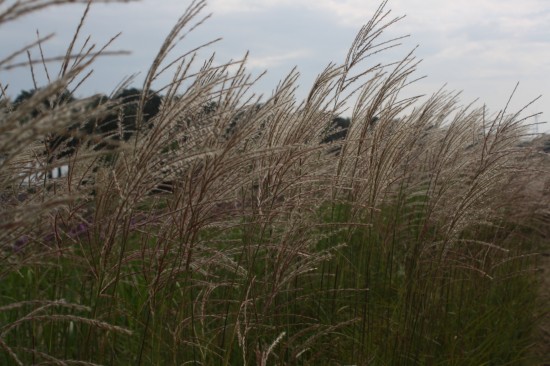 Miscanthus sinensis - Undine