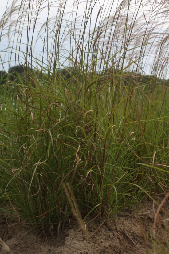 Miscanthus sinensis - Undine