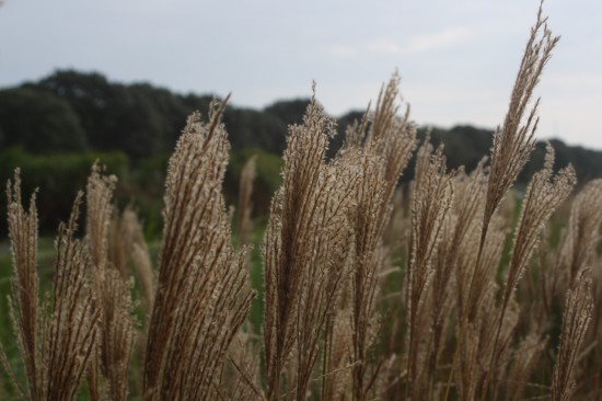 Miscanthus sinensis ferner oster