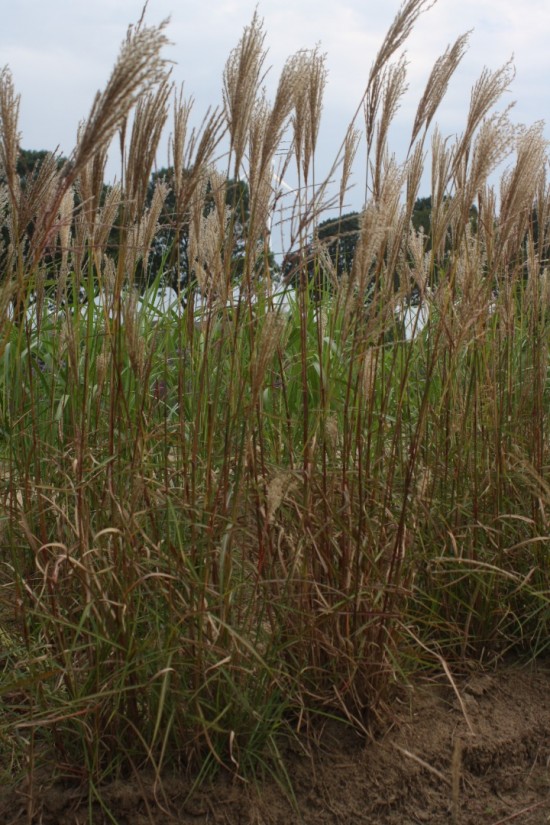 Miscanthus sinensis ferner oster
