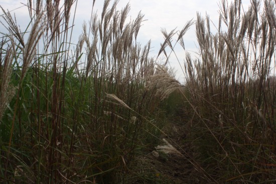 Miscanthus sinensis ferner oster