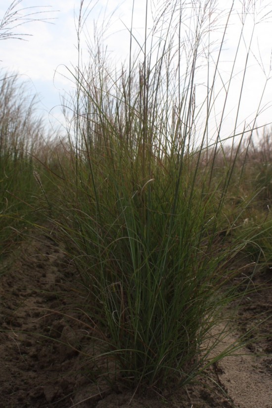 Miscanthus sinensis sarabander