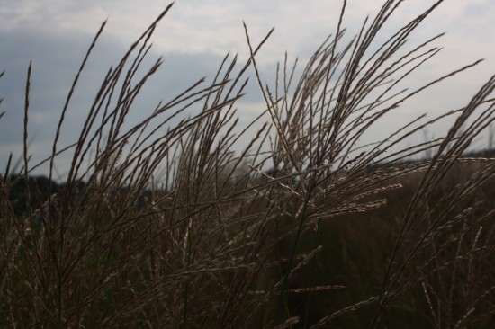 Miscanthus sinensis sarabander