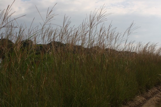 Miscanthus sinensis sarabander