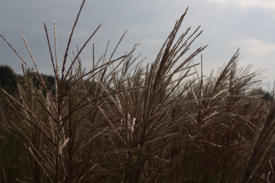 Miscanthus sinensis kleine silberspinne