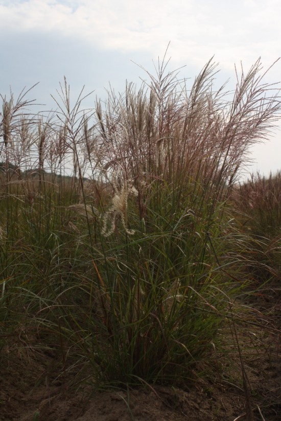 Miscanthus sinensis kleine silberspinne