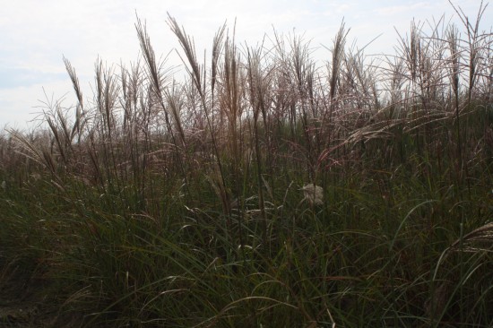 Miscanthus sinensis kleine silberspinne