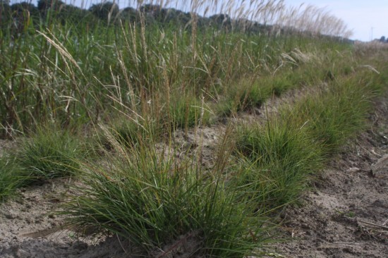 Miscanthus sinensis - Cute one