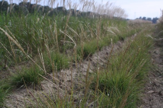 Miscanthus sinensis - Cute one