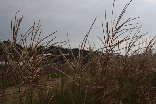 Miscanthus sinensis rotsilber