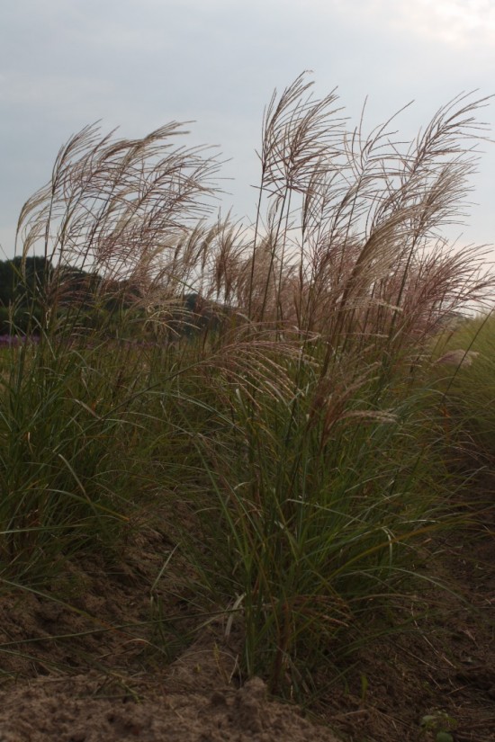 Miscanthus sinensis rotsilber