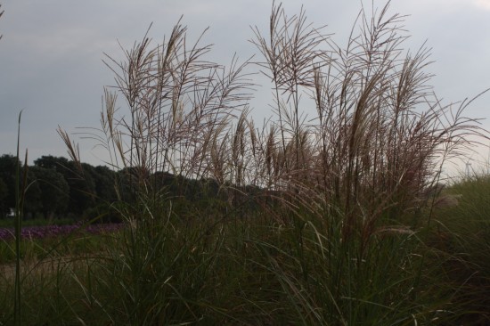 Miscanthus sinensis rotsilber