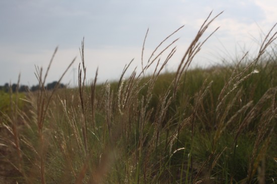 Miscanthus sinensis yaku yima