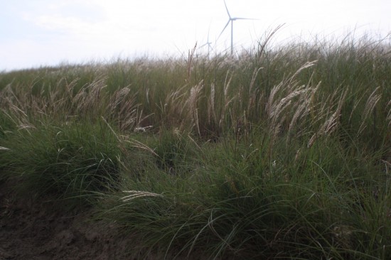 Miscanthus sinensis yaku yima