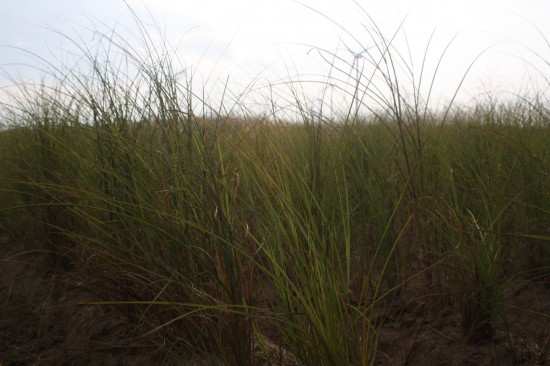 Miscanthus sinensis gracilimus
