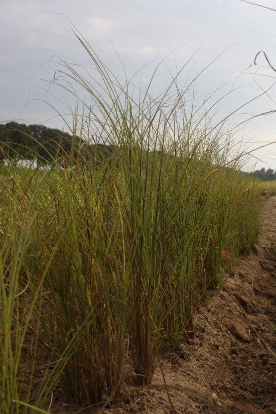 Miscanthus sinensis gracilimus
