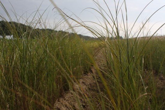 Miscanthus sinensis gracilimus