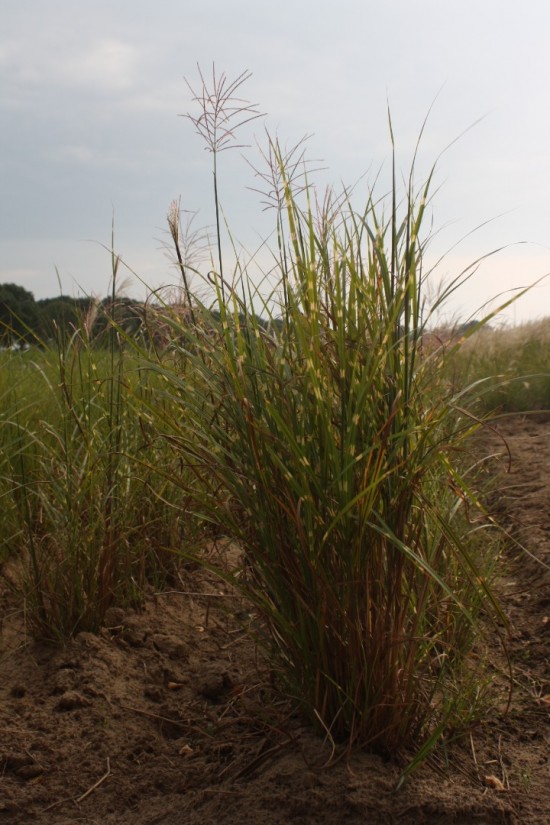 Miscanthus sinensis punktgen