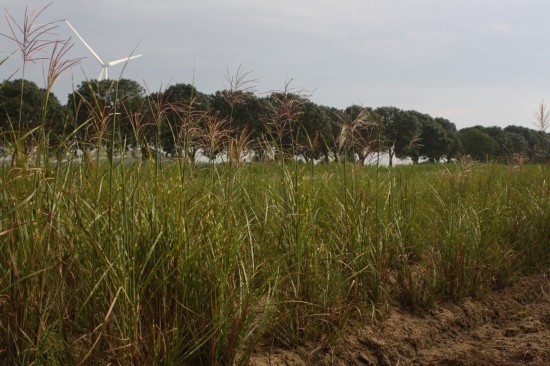 Miscanthus sinensis punktgen